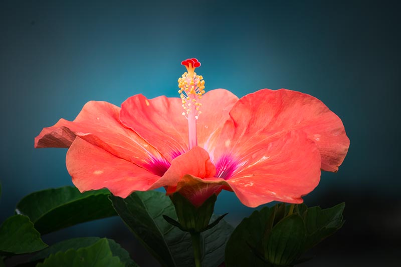 tropical hibiscus flower and fashion