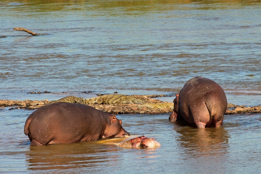 hippo-cub-transformation-hmdl1t4y
