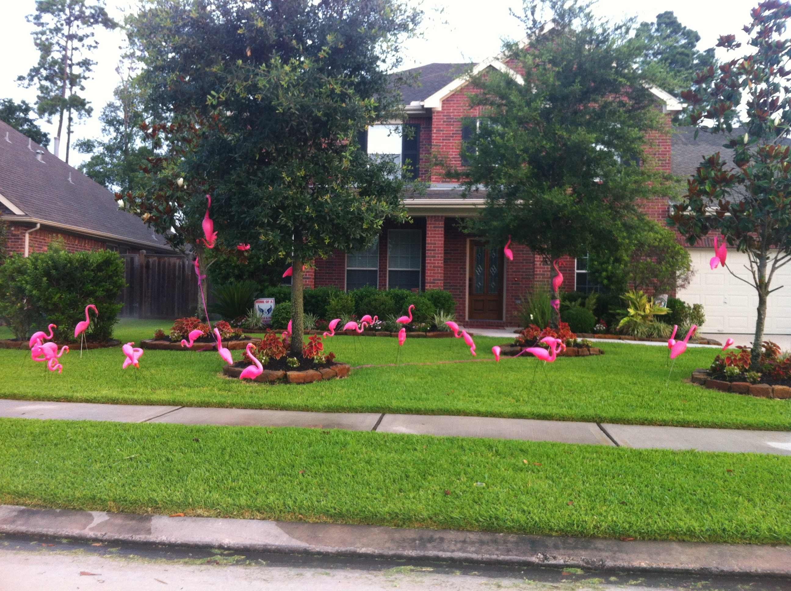 suburban neighborhood flamingos lawn