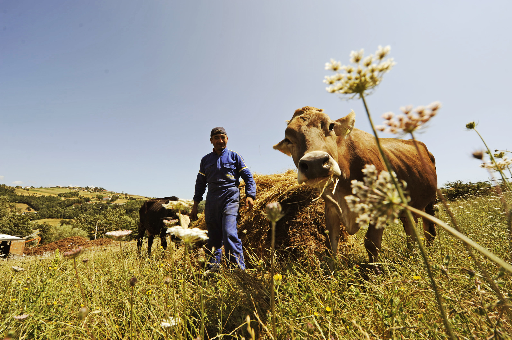 farm animals and sustainable agriculture