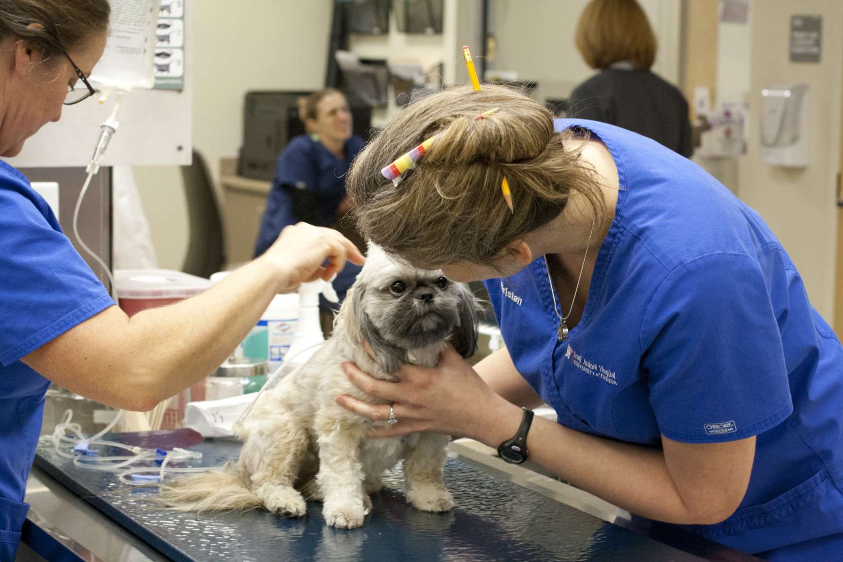 veterinary clinic animal treatment