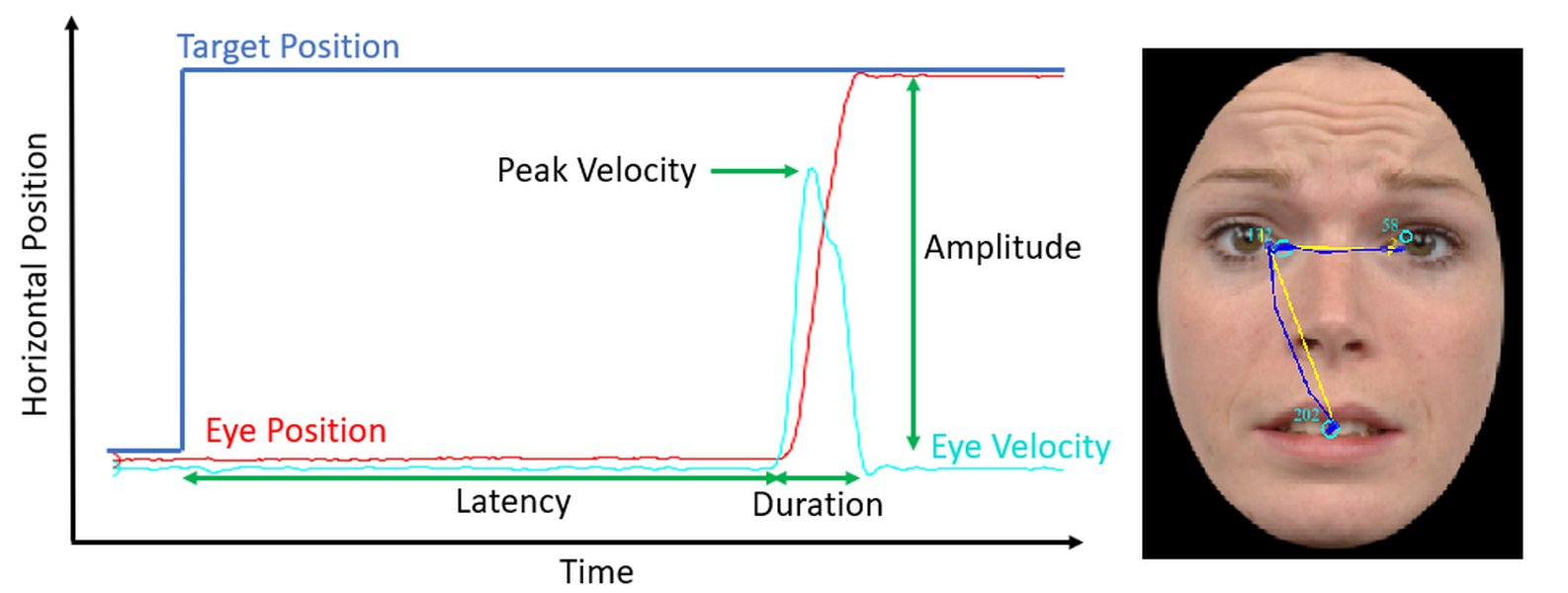 horizontal-saccade-gaze-prediction-models-pngvjo33