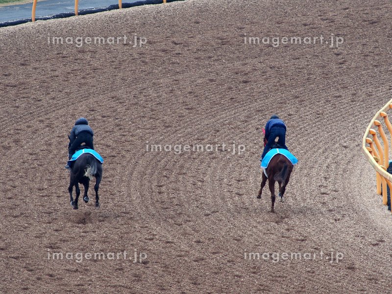 horse-racing-training-guide-w14h9y6p