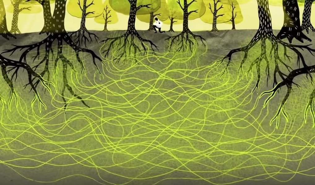 how-trees-communicate-with-each-other-31gysk17