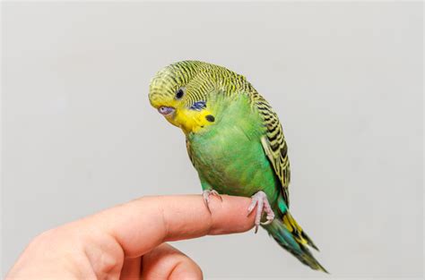 birds and humans interacting in nature