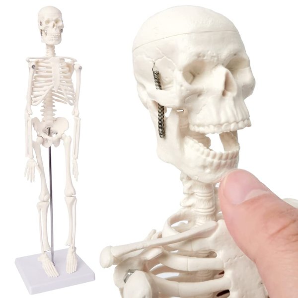 human-bone-count-and-structure-uaaamweq