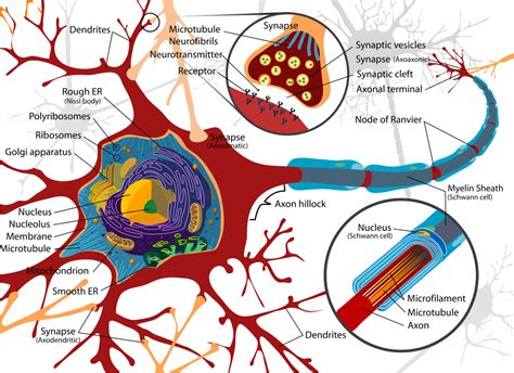 human brain neurons illustration