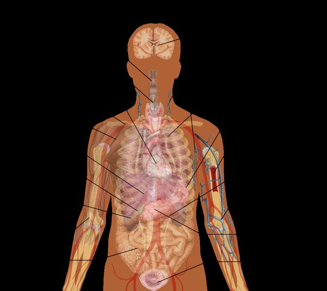 Diagram of human internal organs