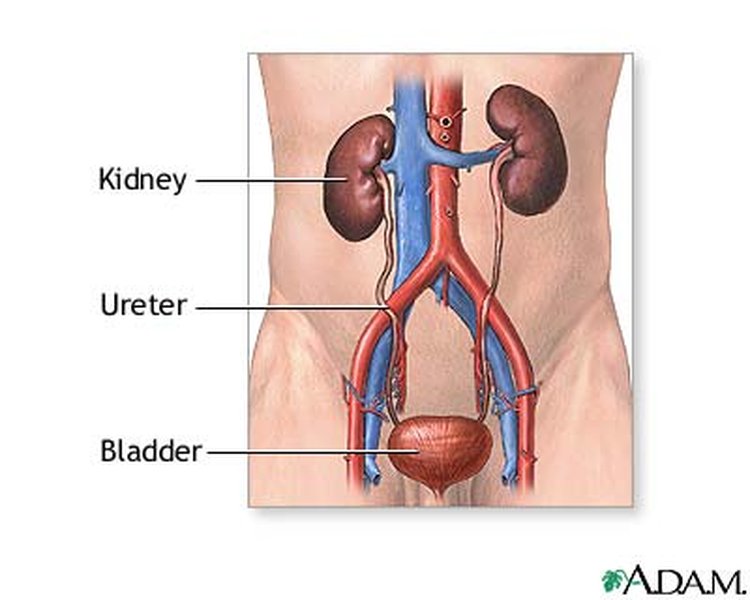 human-paired-singular-organs-yvwez3sg