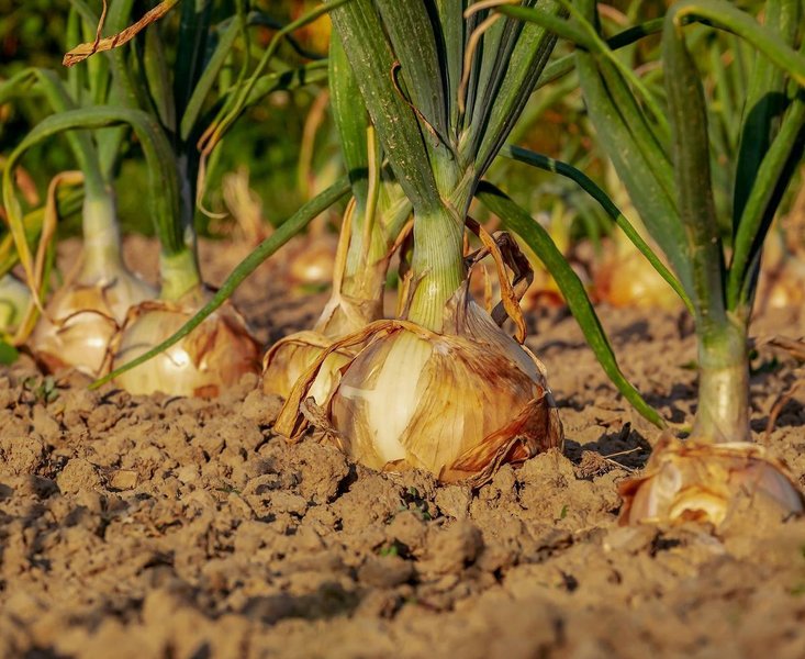 human-resources-onion-potato-uc8cnmjy