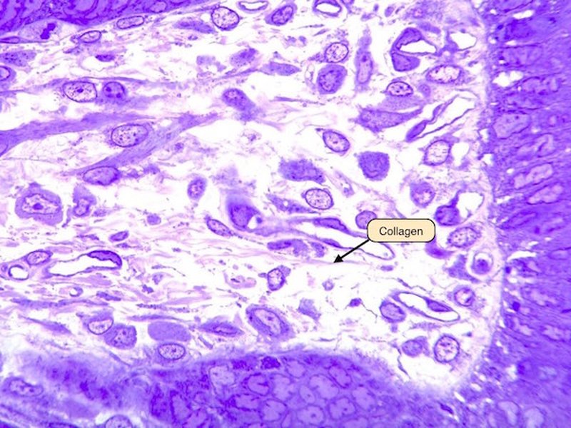 Loose Connective Tissue