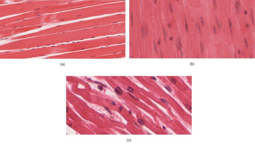 Skeletal, Smooth, and Cardiac Muscle Tissue
