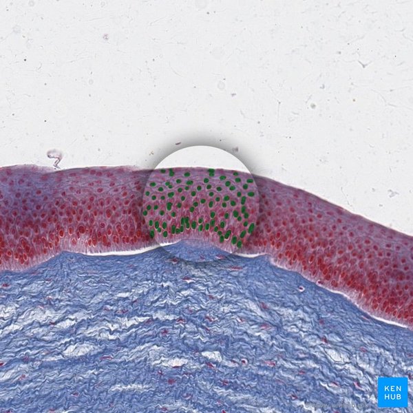 human-tissue-overview-z9nyhxr2