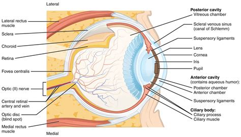 human eye anatomy detailed