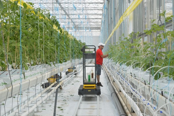 hydroponic farm watermelons field