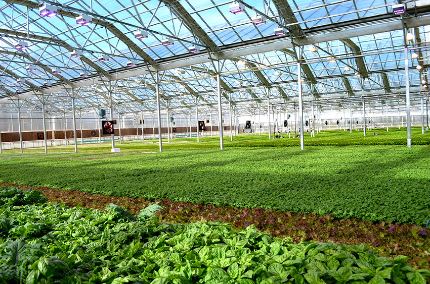 urban hydroponics greenhouse modern