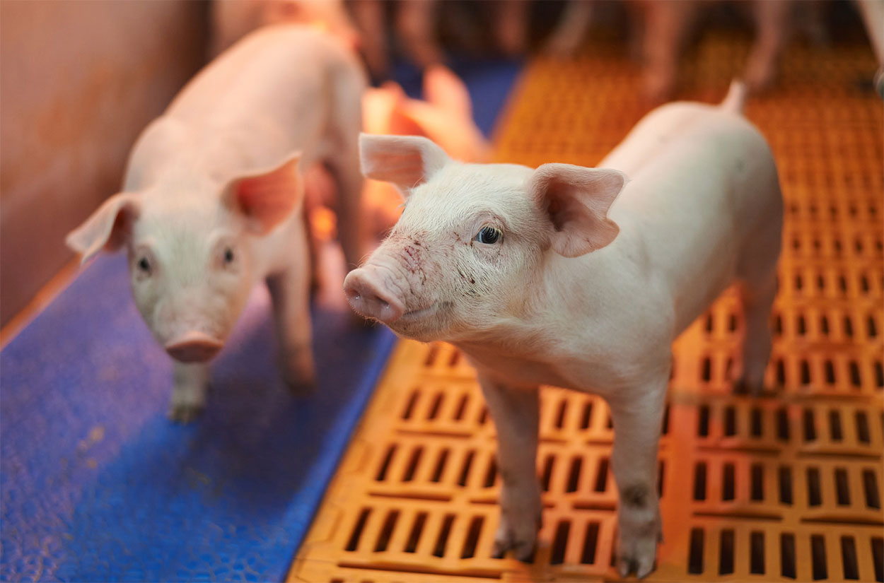 piglet nursery management