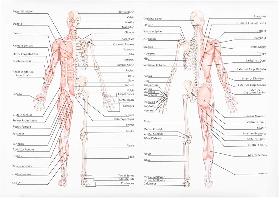 trading charts medical diagram