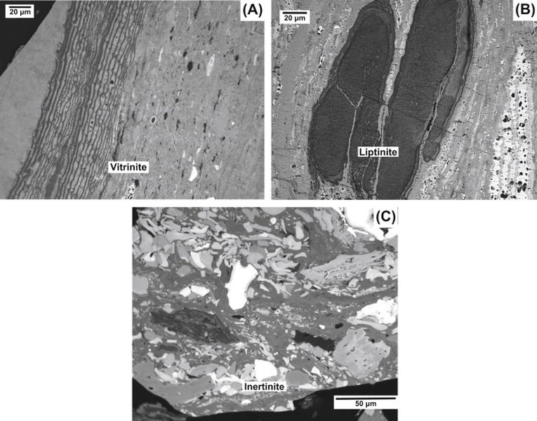 iccp-vitrinite-maceral-classification-ax22fzs9