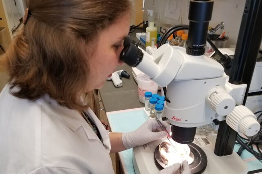 Researcher working on multiple sclerosis model