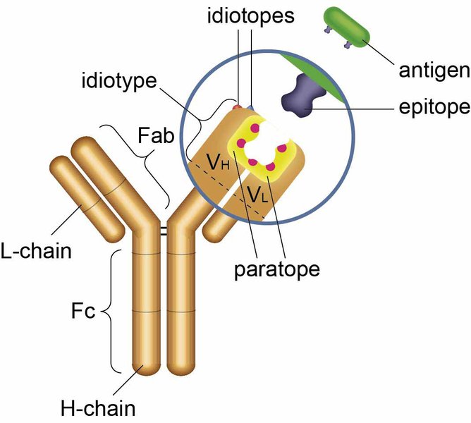 idiotype-immunization-ms-non-induction-avmv59yi