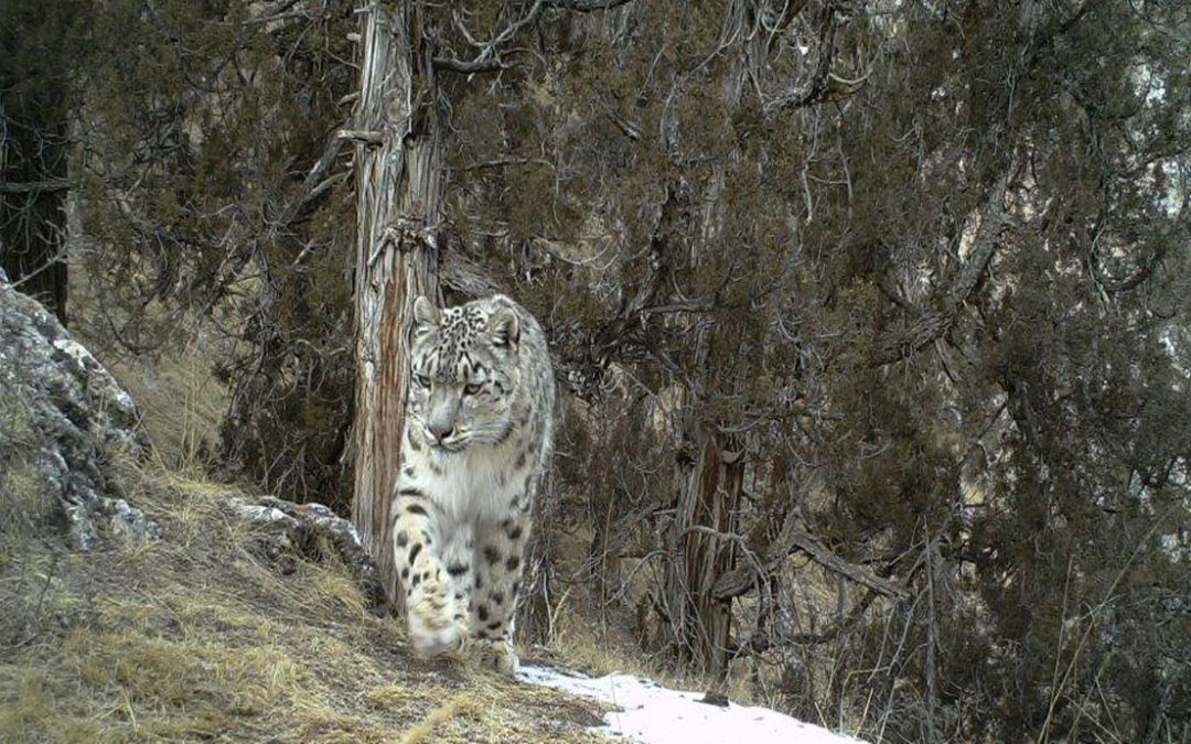 snow leopard in mountainous forest area