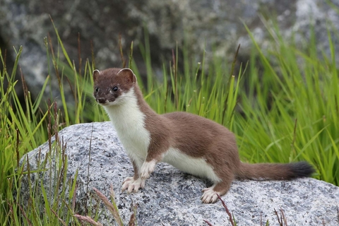 wild mustelid in natural scenery