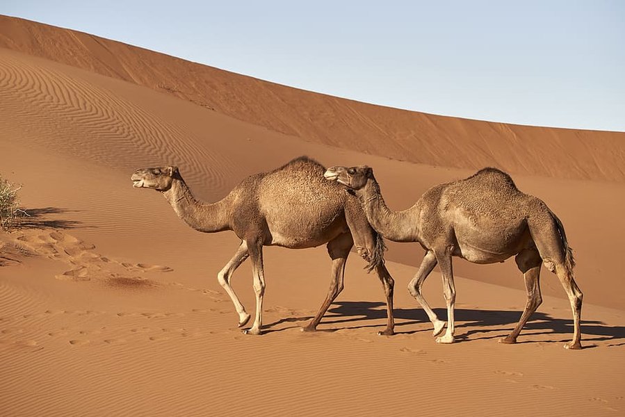 جمل ذو سنام واحد في الصحراء الكبرى