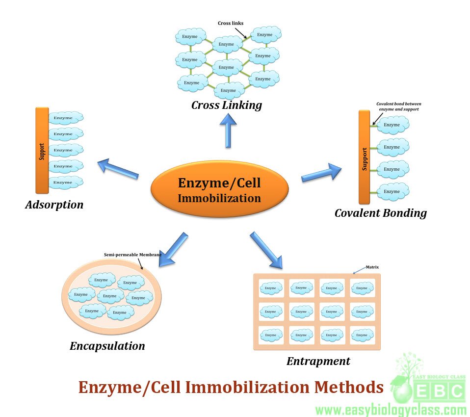 immobilized enzyme process