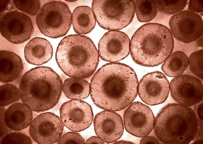 immune cells under microscope