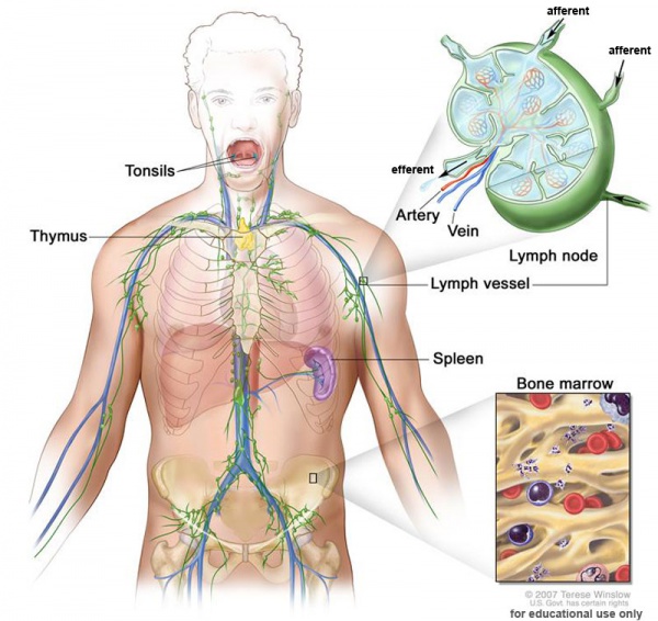 immune system cells, human lymph nodes, anatomical organs