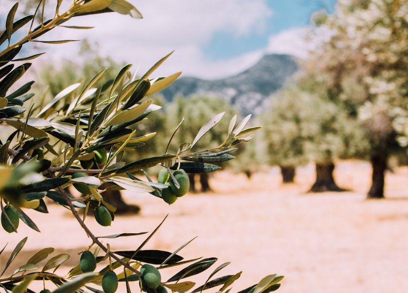 olive fields oman