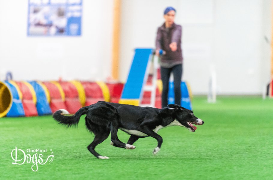 A graphic illustrating seven key handling elements in dog agility.