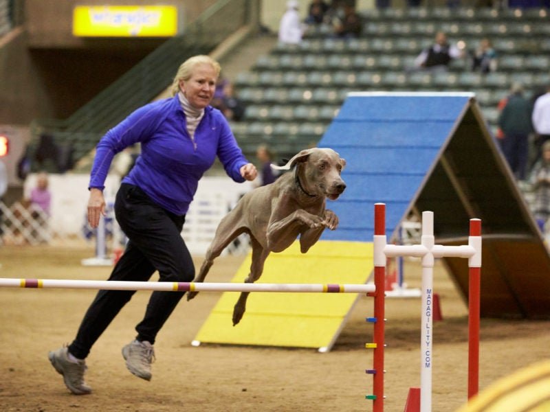 improve-dog-agility-handling-ia9kpsvs