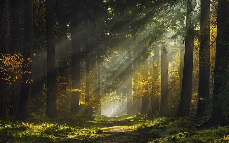 forest path sunlight nature scenery