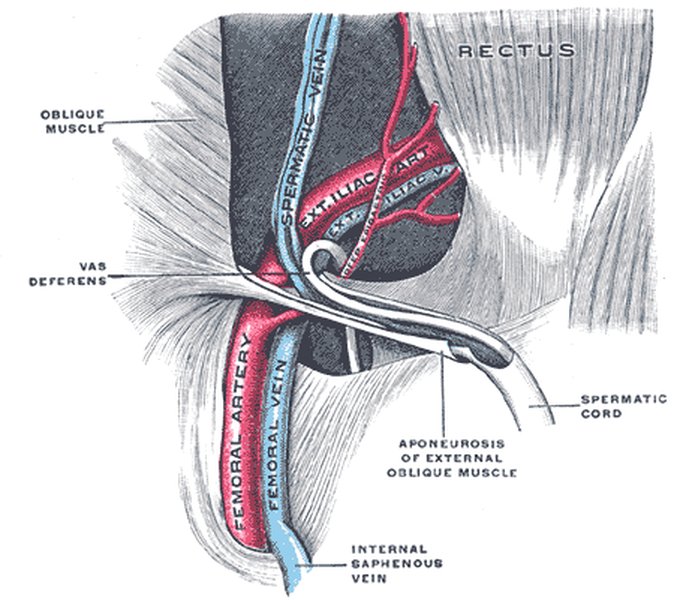 incorrect-anatomical-statement-reproduction-48qlb9yy