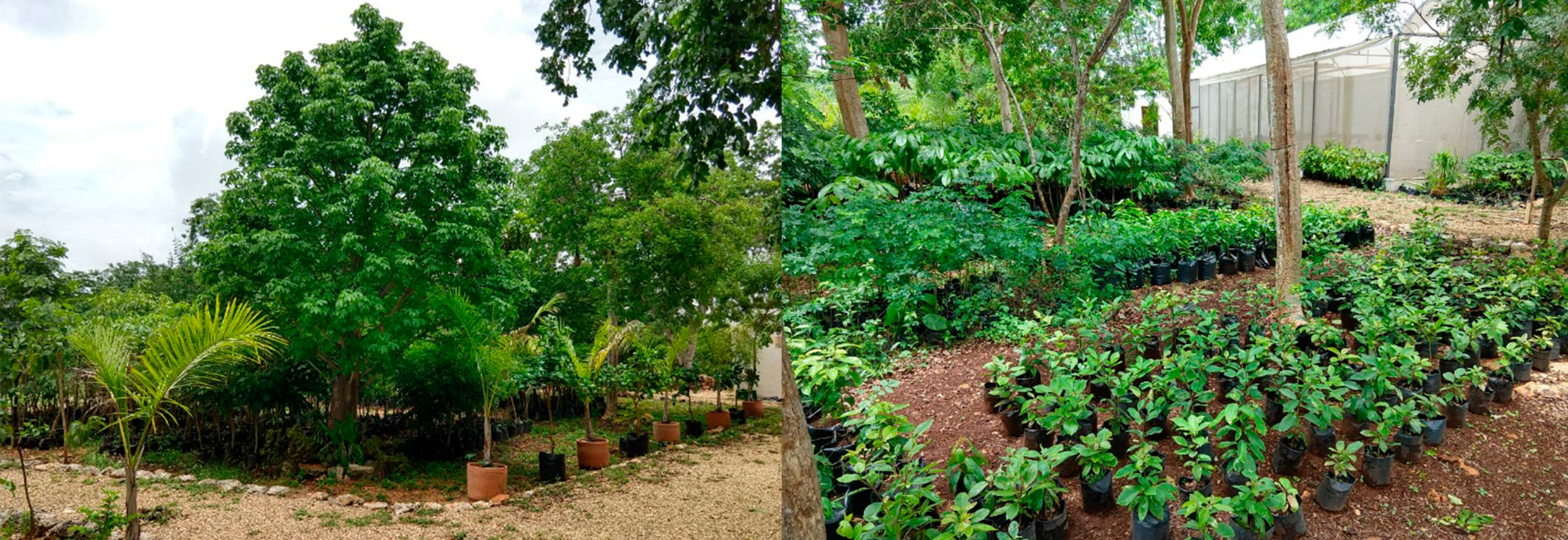 vivero institucional plantas