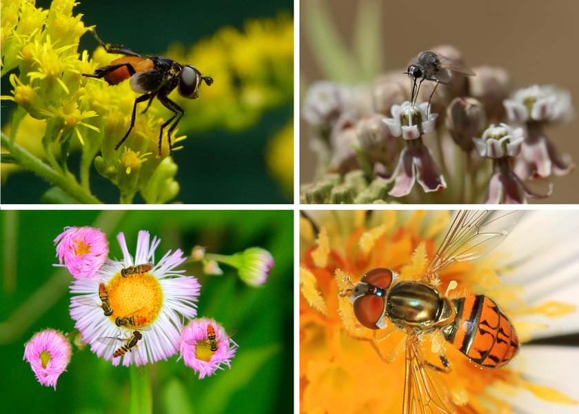 Poliator Insects Ithy - Unveiling the Miniature Marvels: A Deep Dive into Insect ...