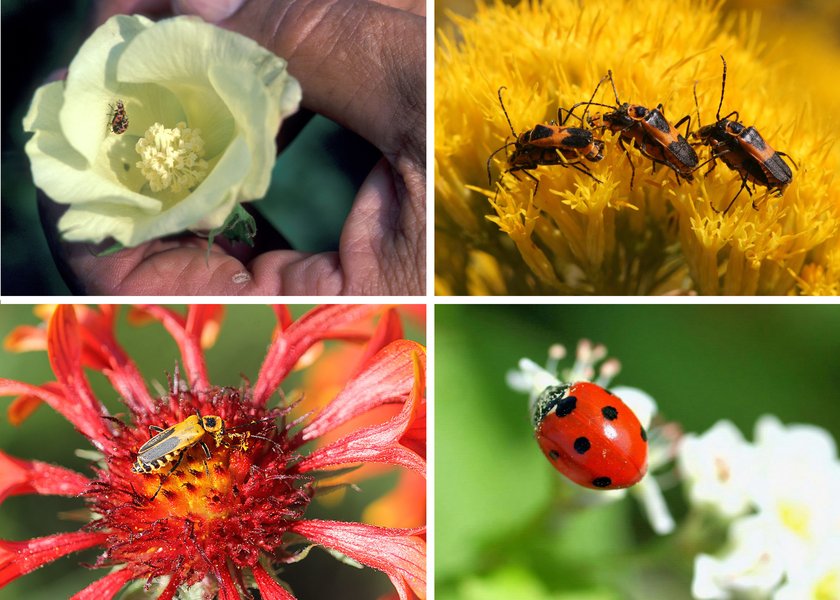 Top Insect Pollinators Ithy - Unveiling the Miniature Marvels: A Deep Dive into Insect ...