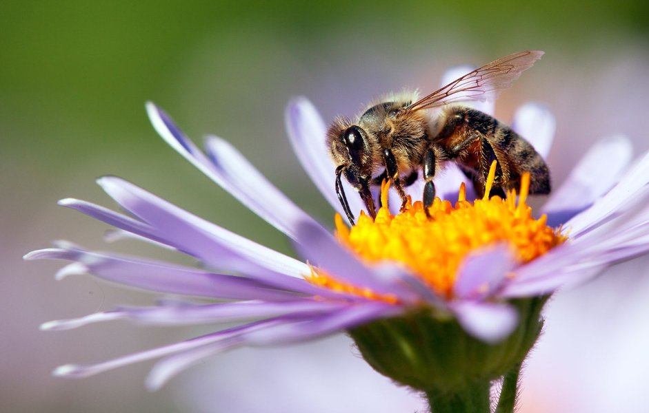 Bee collecting pollen from a flower