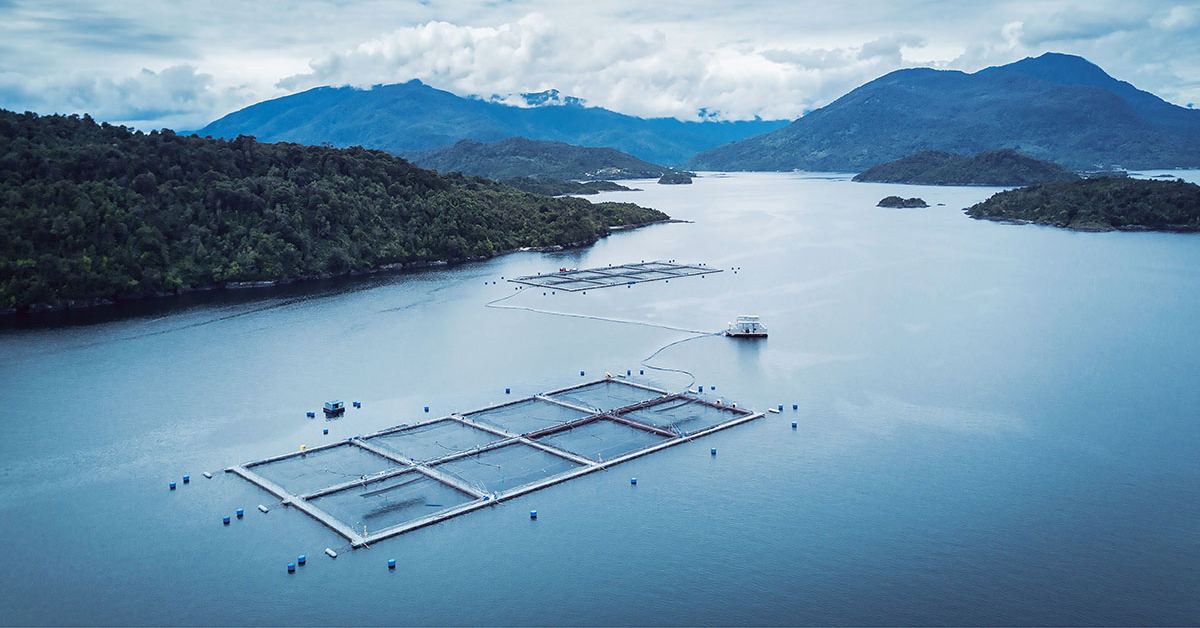 sustainable aquafeed scenery