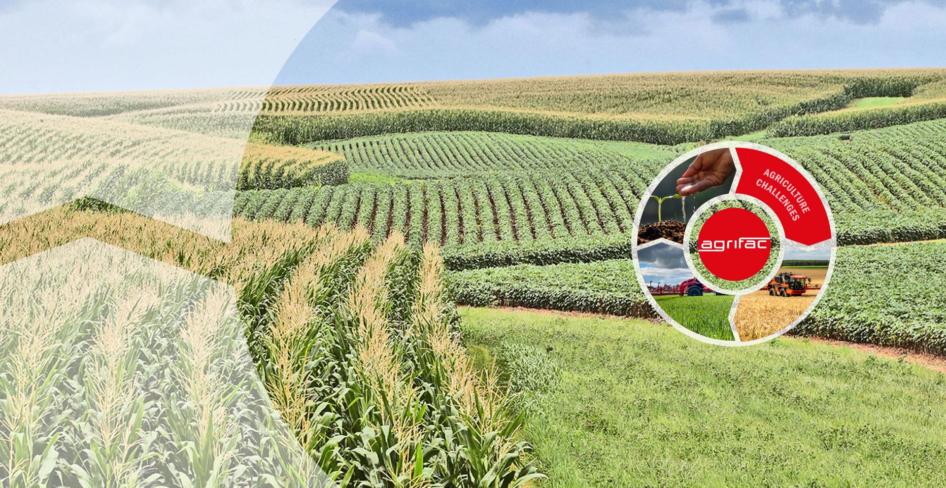 agriculture field sustainable crops