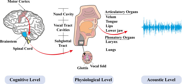 physical scene communication organ