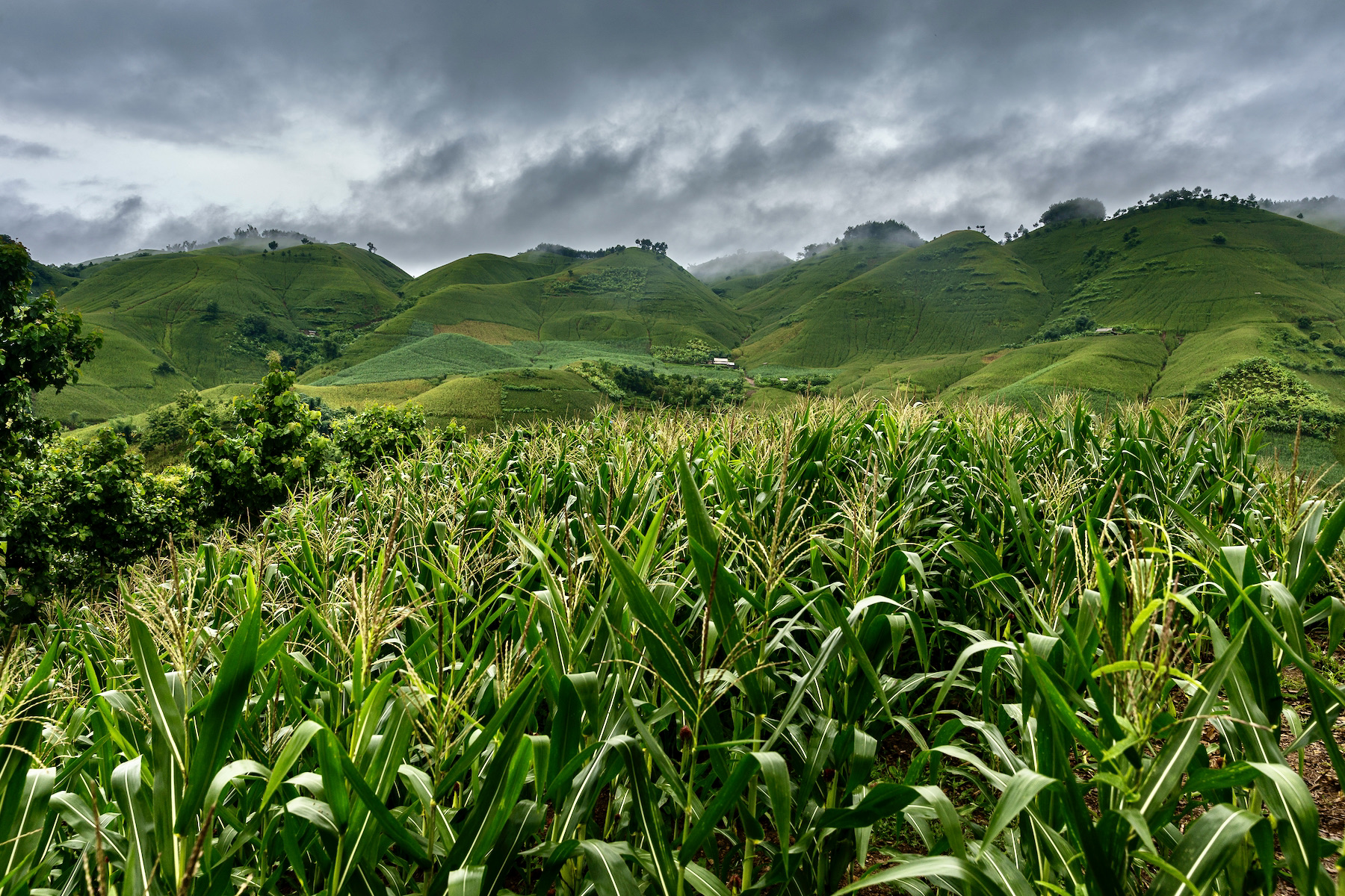 agricultural fields with maize crops in casamance