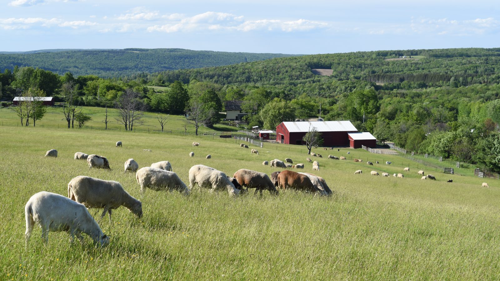 agricultural farm landscape with animals and fields