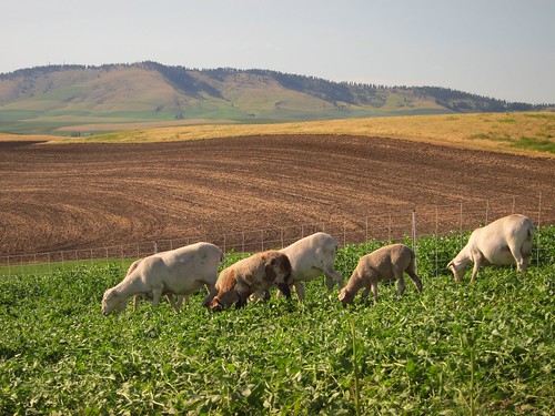 agricultural farm landscape with livestock