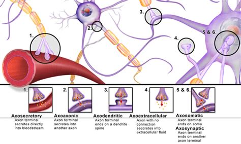 brain synaptic connections