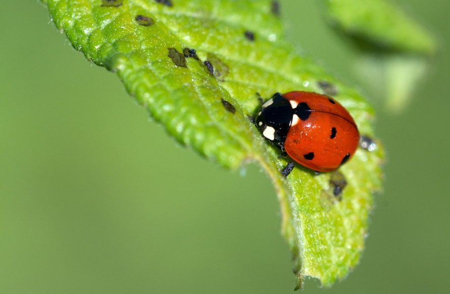 Various beneficial insects that serve as natural enemies of crop pests