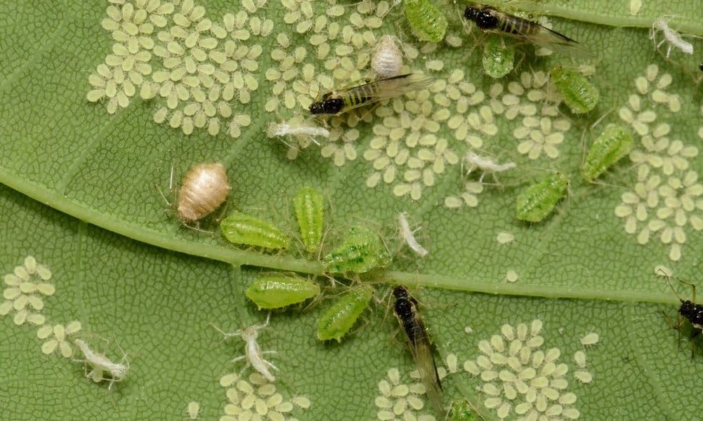 integrative-biological-control-cropprotection-mq5mfrga