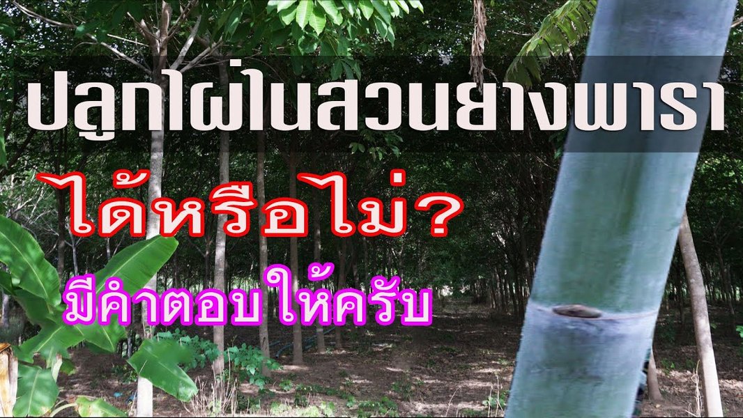 intercropping-rubber-bamboo-thailand-q40r2oj3